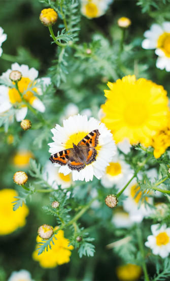 Spring Aesthetic Wallpaper Cute Background For Phone