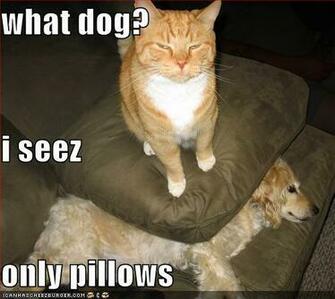 Gallery Very Funny Dog Pictures With Captions N Picture