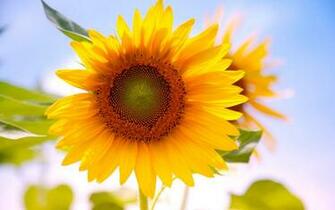 Wallpaper Sunflowers Desktop