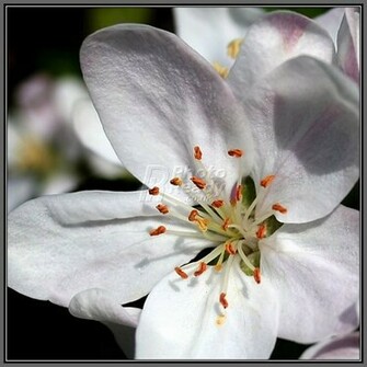 Apple Blossom Wallpaper Bonzy