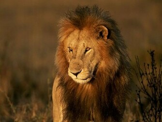 My Top Collection Big Cat Wallpaper