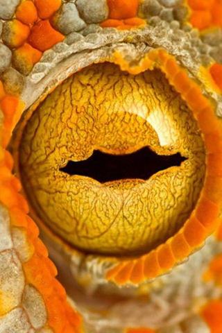 Animal Eyes Close Up Eye Closeup iPhone HD Wallpaper