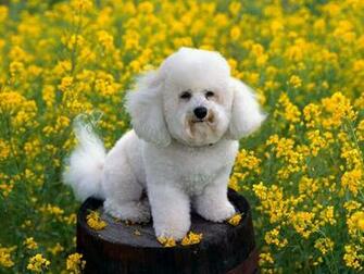 Poodle Dog Puppies