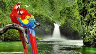 Parrots Beautiful Birds Wallpaper