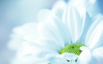 White Flower Background Wide Wallpaper In Flowers Plants