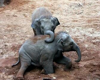 Elephant Baby Wallpaper