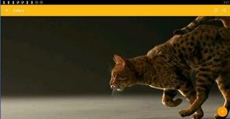 Ocicat Wallpaper For Android Apk