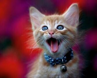 New Amazing Animals Wallpaper