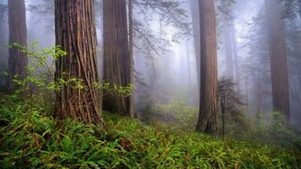 Redwood Forest Wallpaper Widescreen