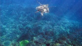 Sea Turtle