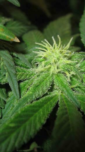 Weed Cannabis iPhone Wallpaper