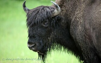 Bison Wallpaper
