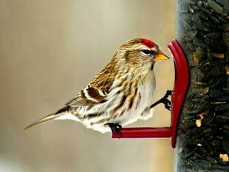 Common Redpoll HD Desktop Wallpaper Widescreen High Definition