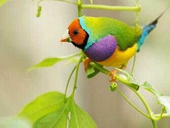 Diamant Gould Vogel Australien Vektorgrafik