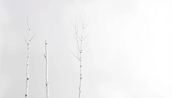 Silver Birch Wallpaper