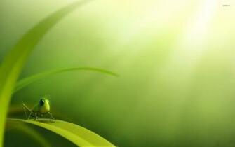 Top Grasshopper Wallpaper HD Animal Spot