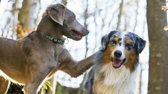 Widescreen HD Wallpaper Animals Dog Breeds Photo