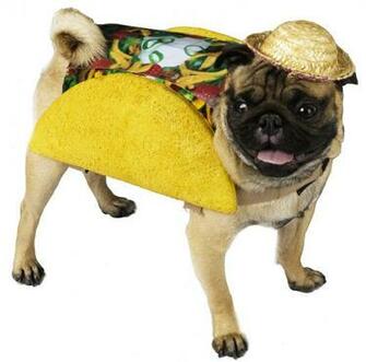Taco Cat Versus Pug Who Is The Better