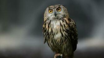 Wallpaper Owl Bird Predator Sitting Feathers 4k