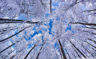 Low Angle Winter Trees Wallpaper
