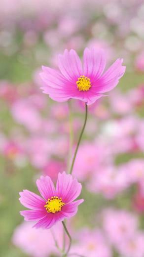 Home Flower iPhone Plus Wallpaper