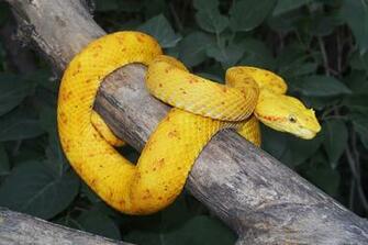 Yellow Eyelash Viper Image Pictures Becuo