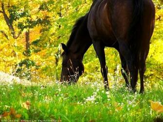 Farm Animals Desktop Background Collection