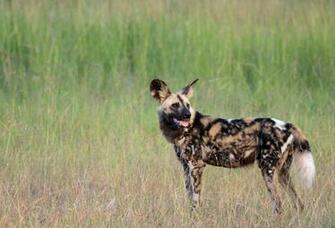 African Wild Dog HD Wallpaper Wallpaperin4k Net