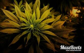 Stoner Social Media