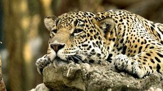 Wildlife Wallpaper Animals Image