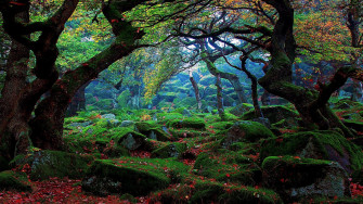 Zoom Nature Background Wallpaper