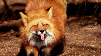 Cool Fox Wallpaper