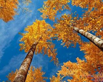 Angie S Ad Lib Autumn Smile