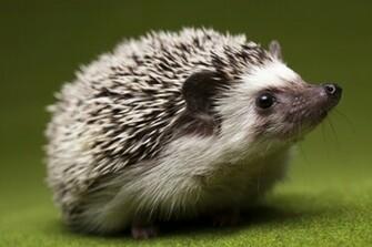 Exotic Animals Photographs HD Background