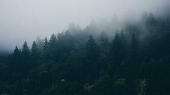 Jungle Forest Morning Rain Fog Trees Photography 4k Wallpaper