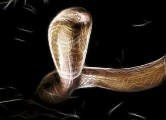 King Cobra Wallpaper