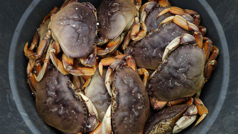 California S Dungeness Crab Season Has Been Pushed Back To December Wallpaper