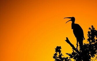 Birds Silhouette Wallpaper