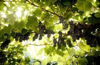 Wallpaper Grapes Vines Brush Leaves Nature