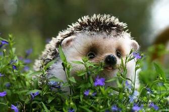 Baby Hedgehog In The Grass 8p