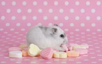 Hamster Lollipop Pink HD Wallpaper Hq Desktop