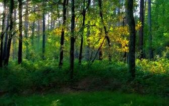 Beautiful Forest Wallpaper