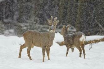 Roe Deer In Snow Photograph By Andy Trowbridge Fine