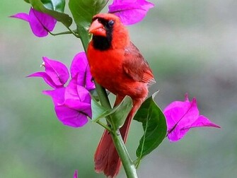 Red Bird Wallpaper All New