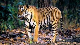 Bengal Tiger Wallpaper