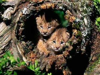 HD Desktop Wallpaper Bobcat