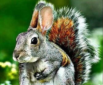 Squirrels HD Wallpaper Sa