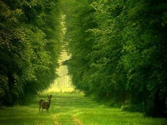 Deer Wallpaper Whitetail Hunting