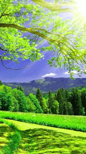 Beautiful Image Wallpaper Photo Pictures HD For Mobile