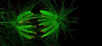 Molecular Biology
